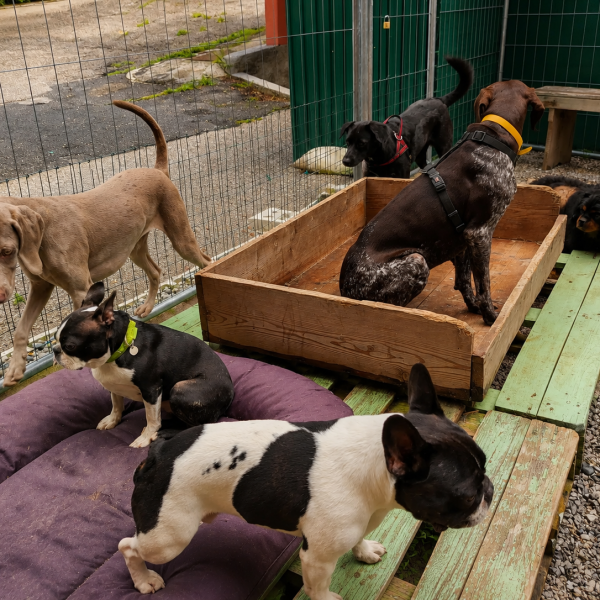 lecco pensione cani